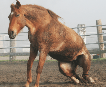 fetlock boots for sores